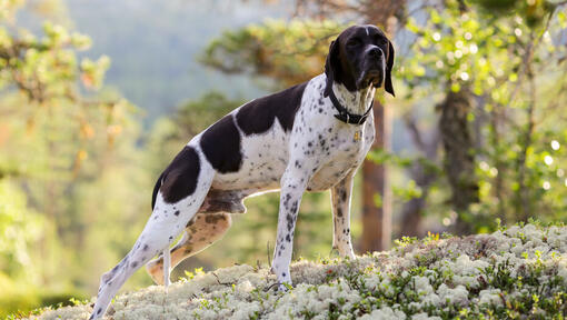 Large gun dog store breeds